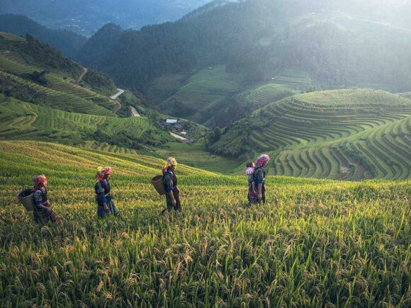 How to Order and What to Expect