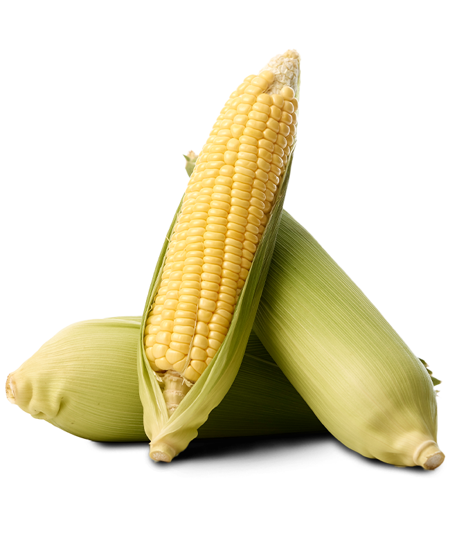 Maize (Kasoli)
